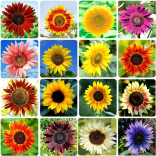 Sunflower Seeds, Sunflower Seed Mix Heirloom Seeds
